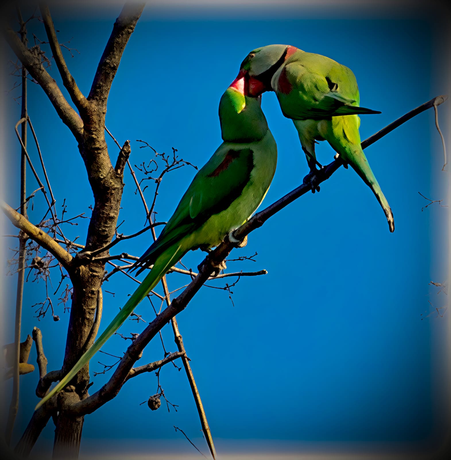 Parc National de Bardia 1